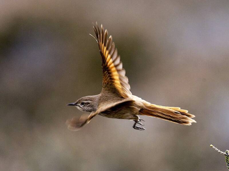 Sharp-billed Canastero, Photos 4
