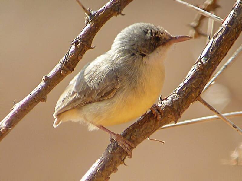 Short-billed Crombec, Photos 2