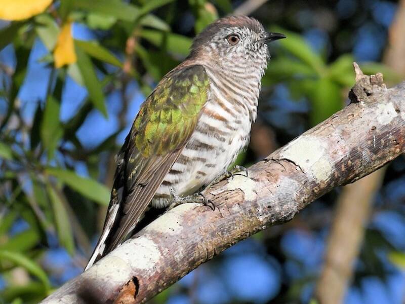 Shining Bronze-Cuckoo, Photos 3