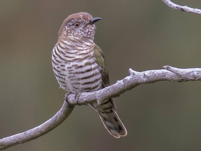 Shining Bronze-Cuckoo, Photos 2