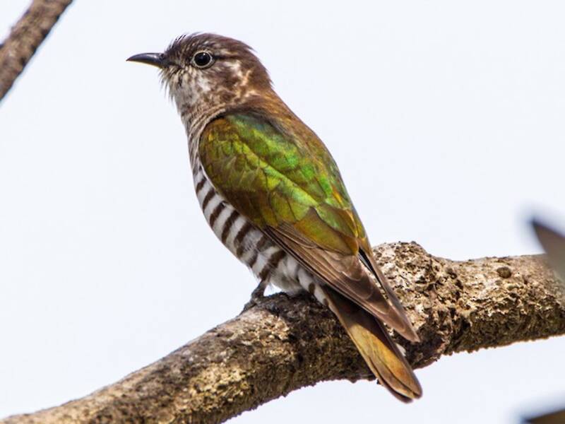 Shining Bronze-Cuckoo, Photos 4