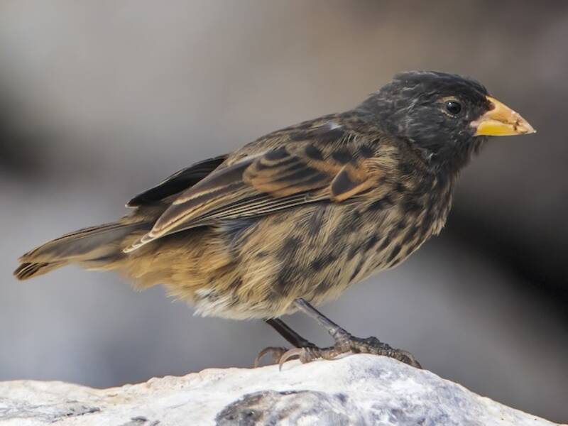 Vampire Ground-Finch, Photos 1