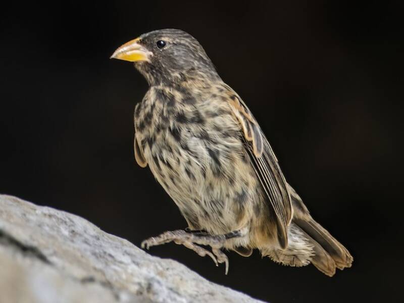 Vampire Ground-Finch, Photos 2