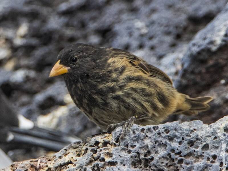 Vampire Ground-Finch, Photos 3