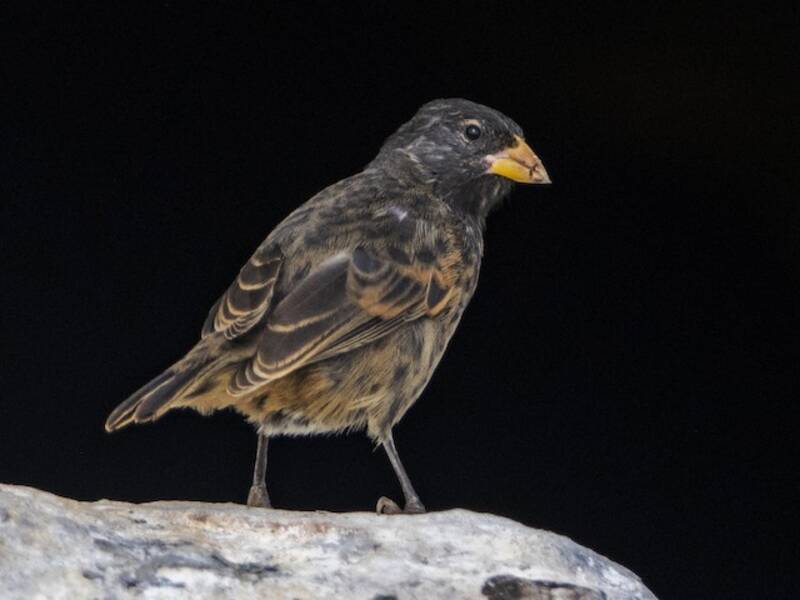 Vampire Ground-Finch, Photos 4