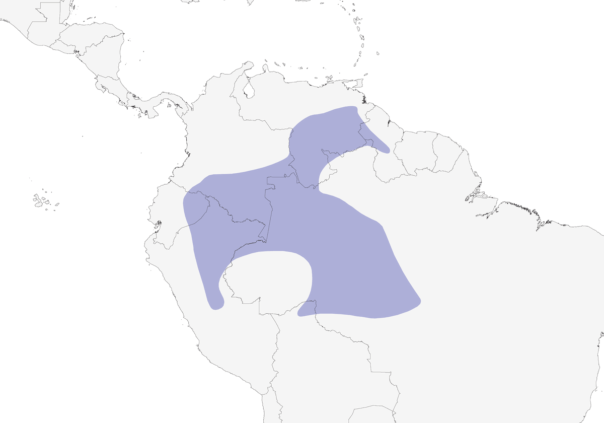 Mielero piquicorto, Distribución 1