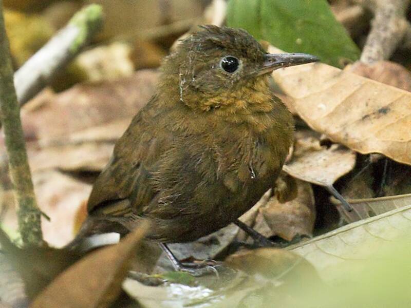 Short-billed Leaftosser, 照片 3