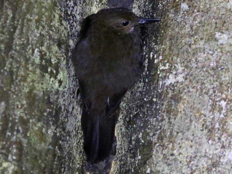 Short-billed Leaftosser, 照片 4