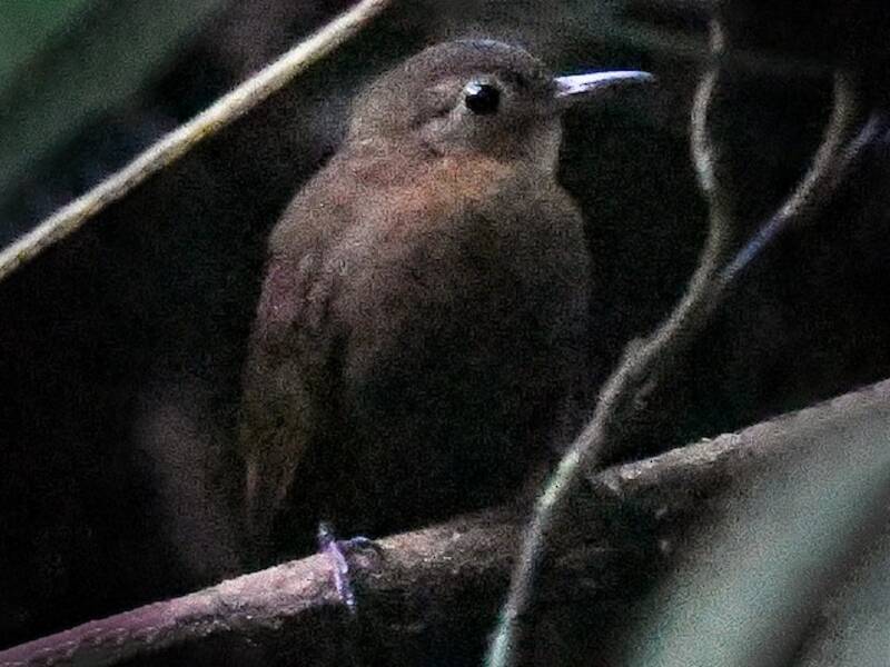 Short-billed Leaftosser, 照片 2