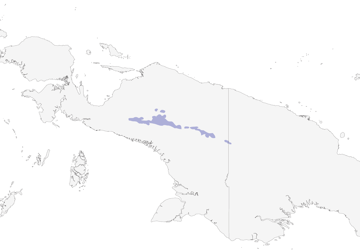 Méliphage à barbe courte, Distribution 1