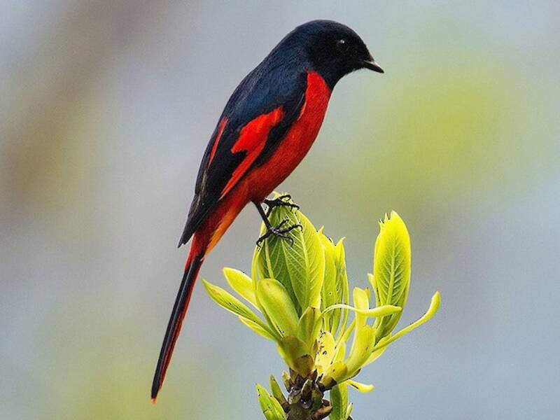 Minivet dal becco corto
