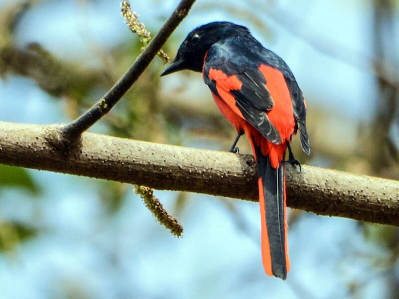 Minivet dal becco corto, Foto 2