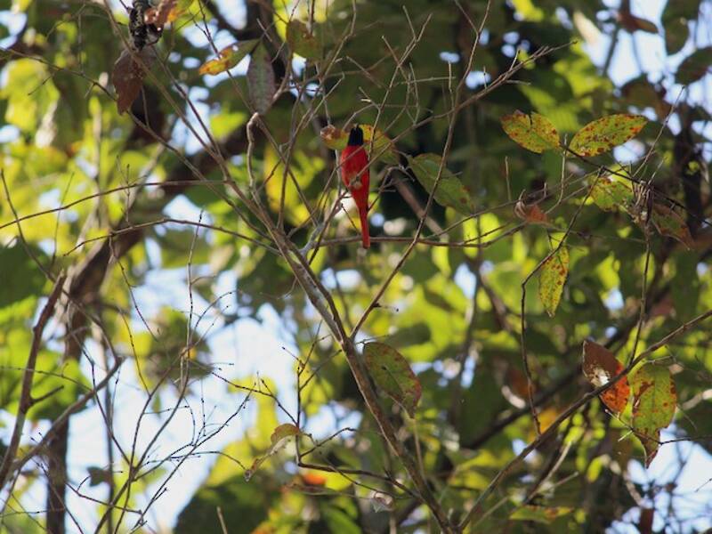 Minivet dal becco corto, Foto 3