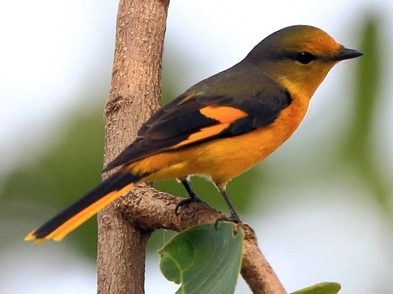 Minivet dal becco corto, Foto 4