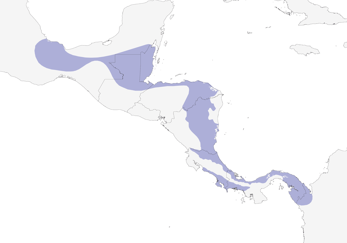 Piccione beccocorto, Distribuzione 1
