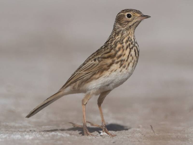 Short-billed Pipit