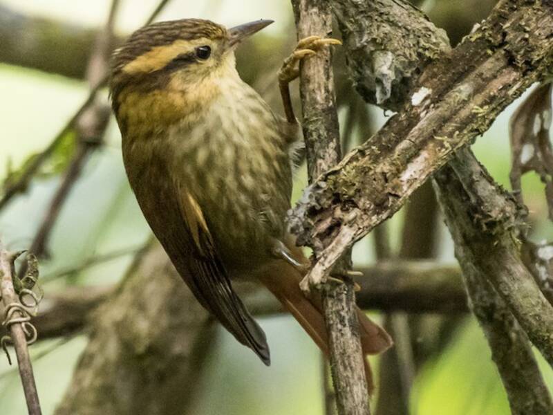 Cercapicchi beccacuto, Foto 4
