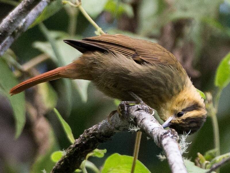Cercapicchi beccacuto, Foto 3