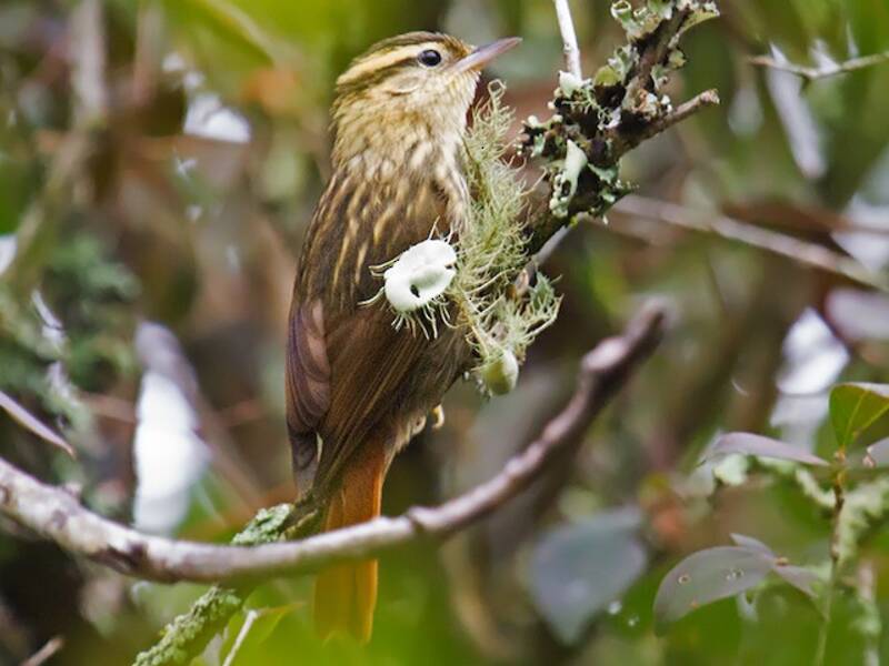 Sharp-billed Treehunter