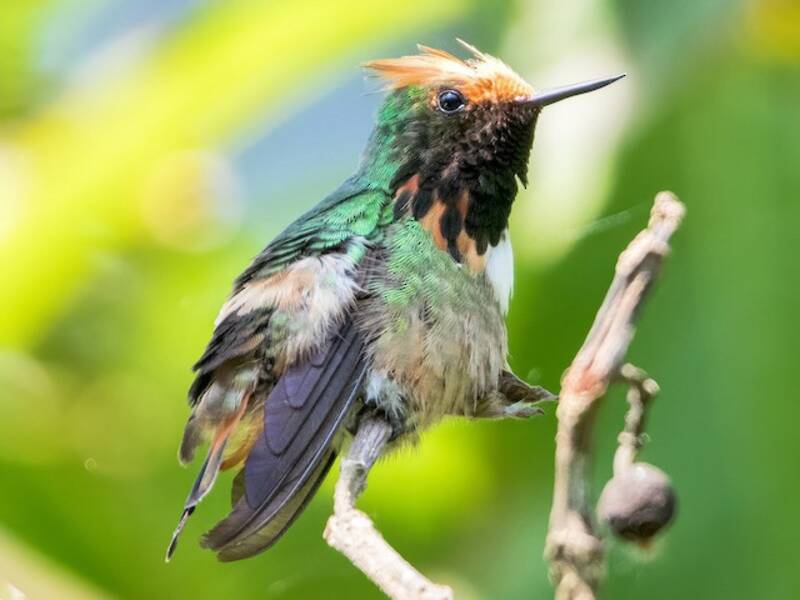 Short-crested Coquette, Photos 3