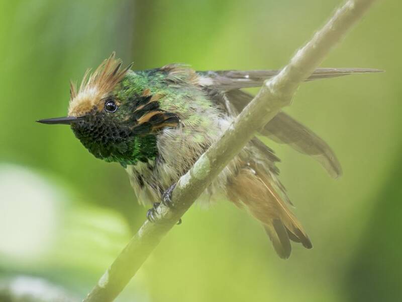 Short-crested Coquette, Photos 4