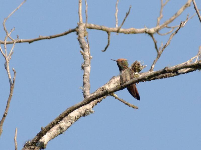 Short-crested Coquette, Photos 2