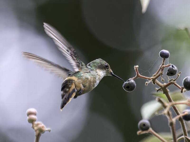 Short-crested Coquette