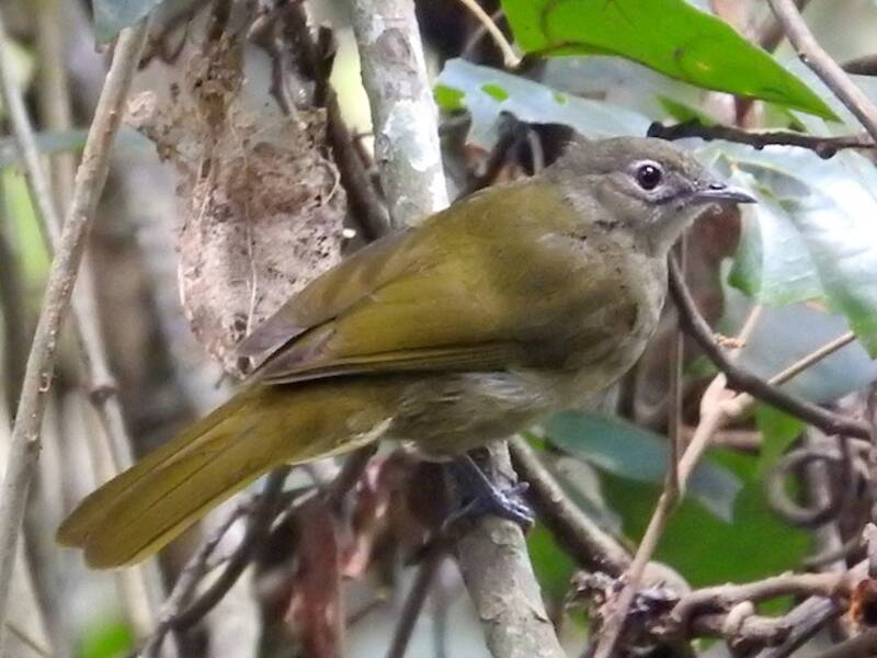 Bulbul de Shelley, Fotos 3
