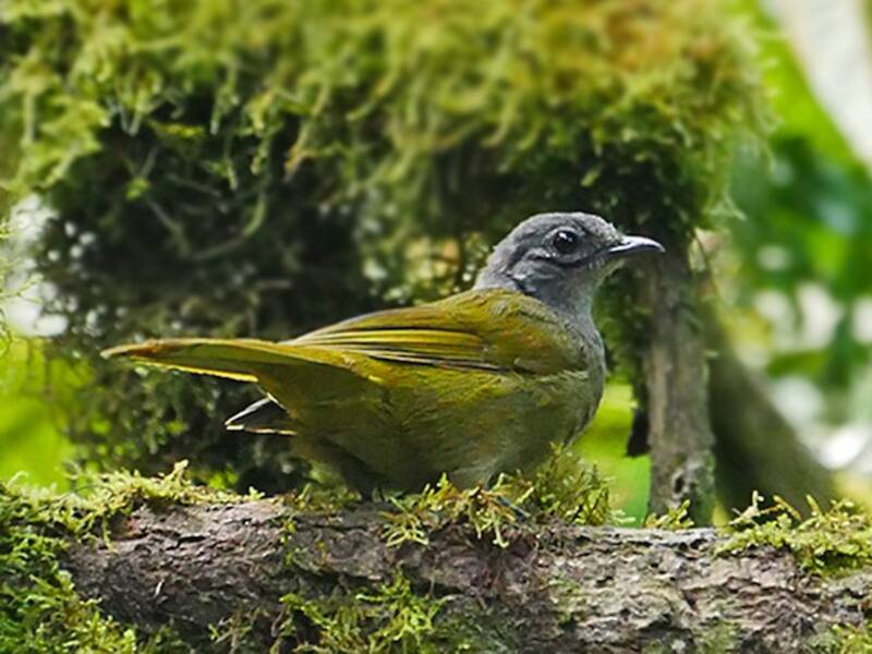 Bulbul de Shelley