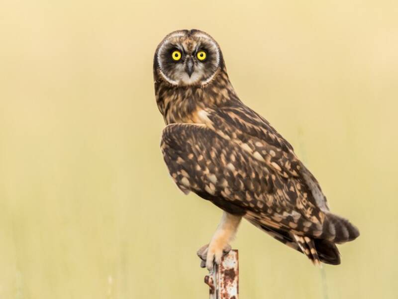 Short-eared Owl (Asio flammeus)