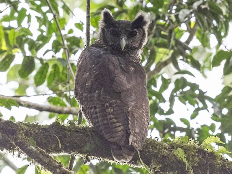 Shelley's Eagle-Owl