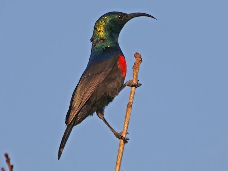 Shelley's Sunbird