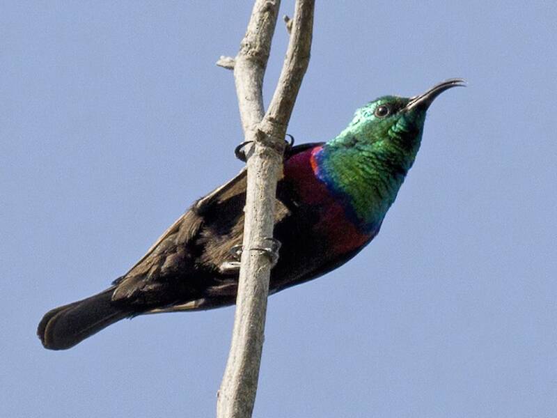 Shelley's Sunbird, 照片 2