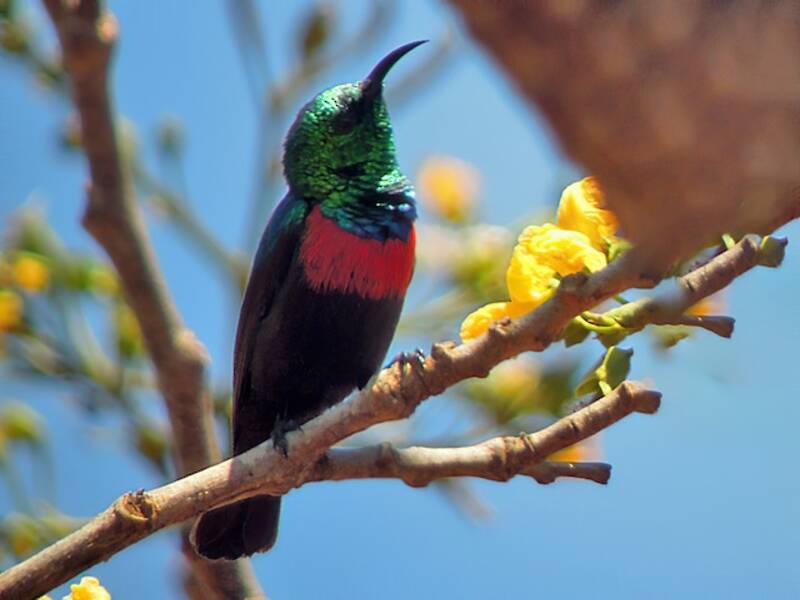 Shelley's Sunbird, 照片 3