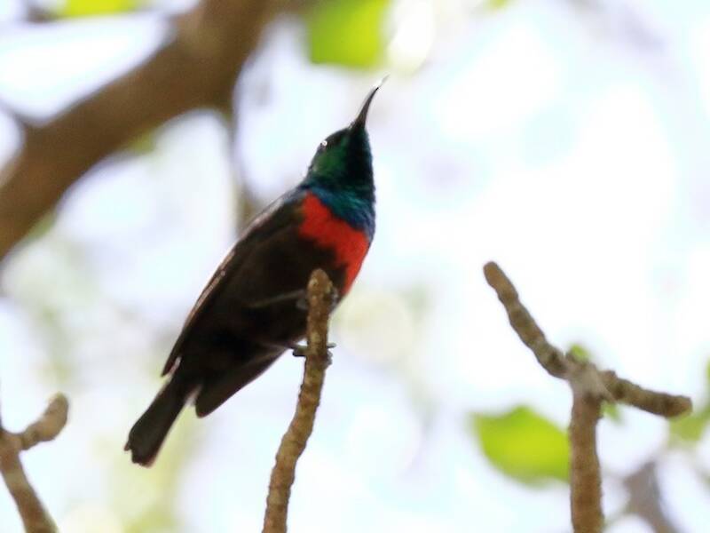 Shelley's Sunbird, 照片 4