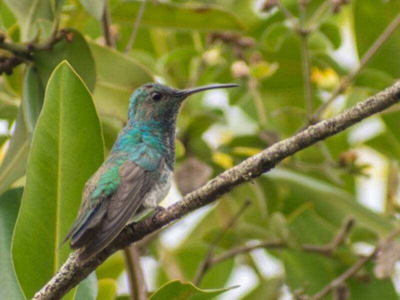 Colibrí Verde Brillante
