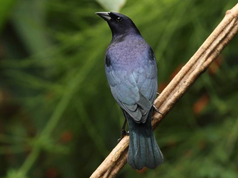 Shiny Cowbird, 照片 3