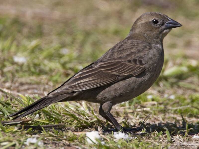 Shiny Cowbird, 照片 2