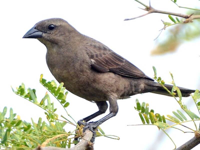 Shiny Cowbird, 照片 4