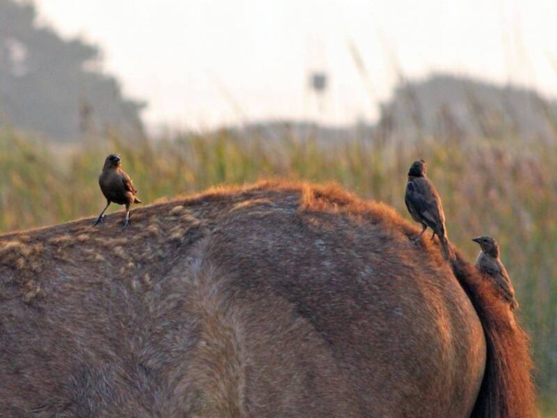 Shiny Cowbird