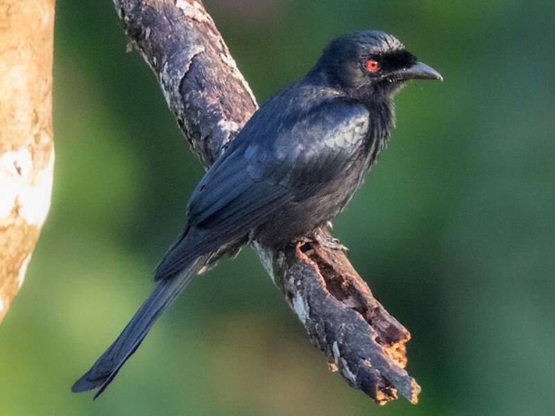 Drongo Brillante, Fotos 3