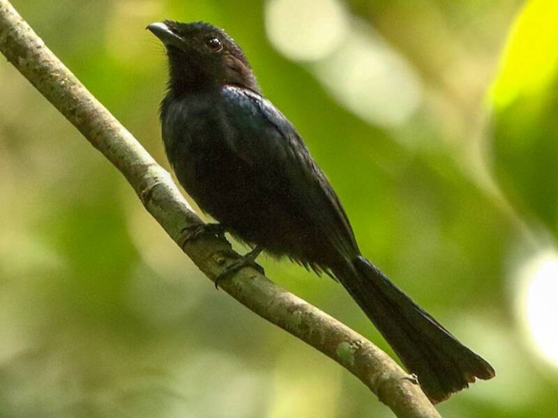 Drongo Brillante, Fotos 4