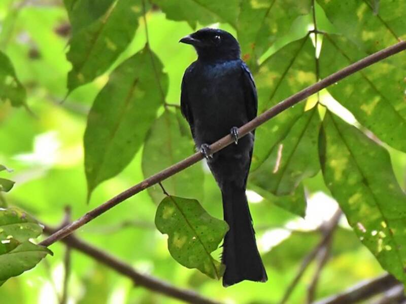 Drongo Brillante