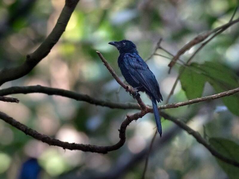 Drongo Brillante, Fotos 2