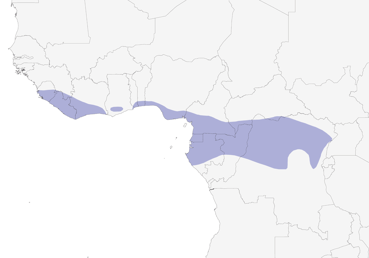 Drongo Brillante, Distribución 1