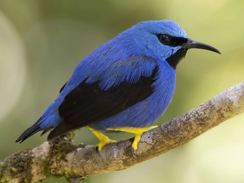 Glanzhonigvogel, Fotos 3