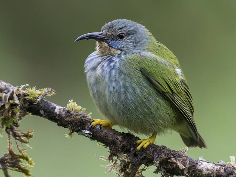 Glanzhonigvogel, Fotos 2