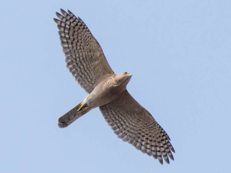 Shikra, 照片 2