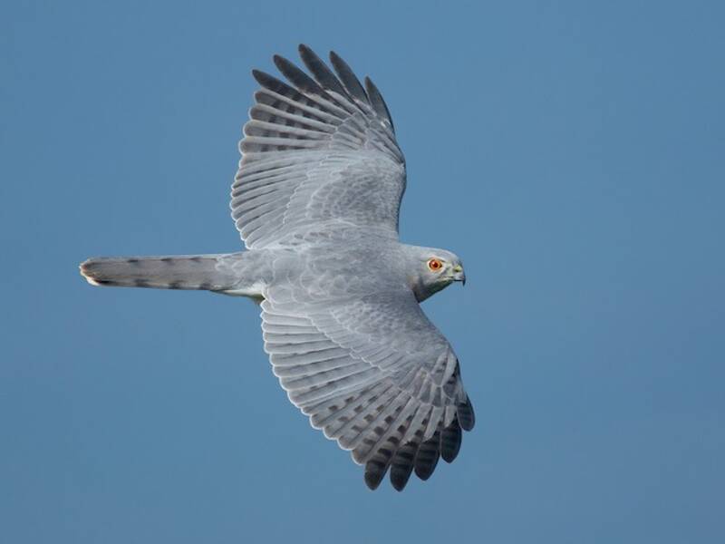 Shikra, 照片 3