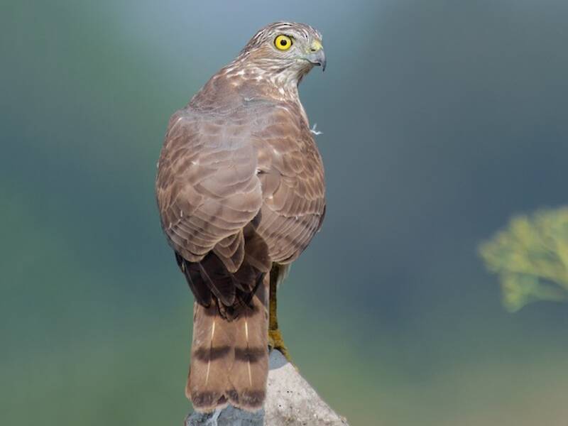 Shikra, 照片 4